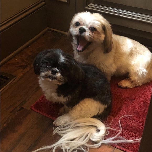 Meet Your Posher, Brooke! - Picture 4 of 4